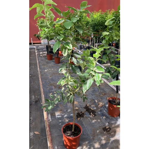 Cytryna Variegata małe drzewo XL